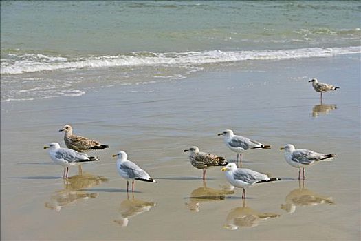 银鸥,泥滩