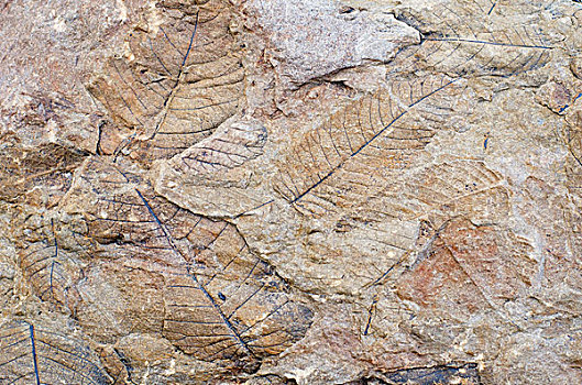 化石,叶子,35-40岁,岁月,冰河,斯匹次卑尔根岛,斯瓦尔巴特群岛,挪威,斯堪的纳维亚,欧洲