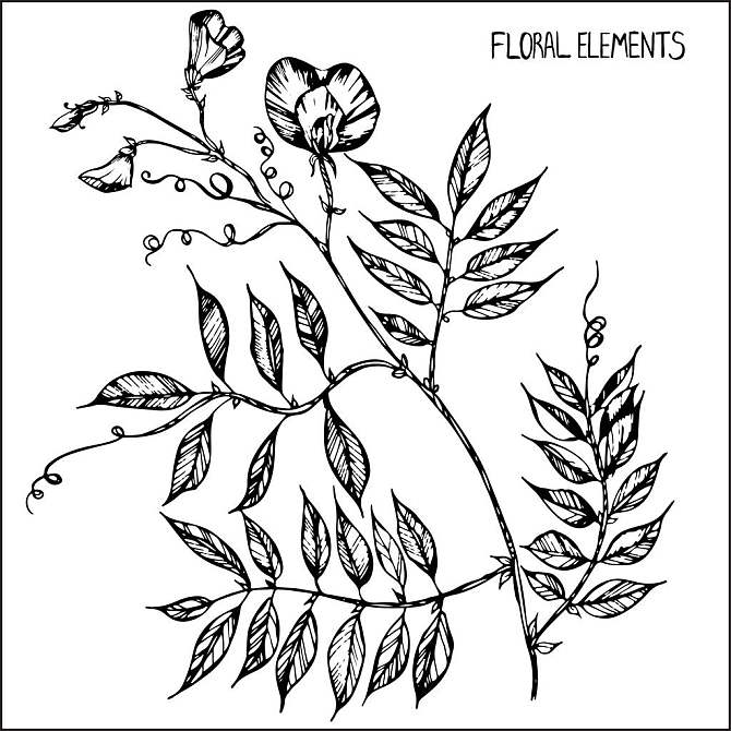 香豌豆图片_香豌豆高清图片_全景视觉