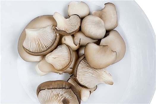 牡蛎,帽,蘑菇