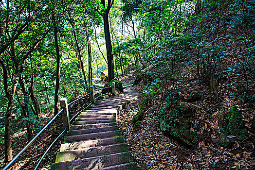 森林公园,树林,山路,石头,岩石,台阶