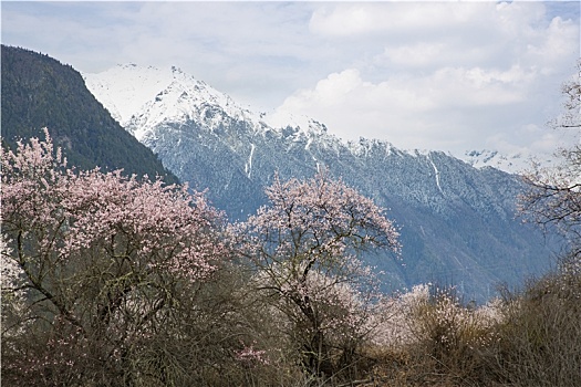 春满岗村