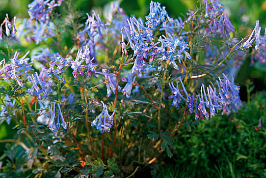 紫堇属,紫色,树叶,蓝色,燕草属植物