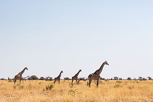 长颈鹿,站立,大草原,埃托沙国家公园,纳米比亚,非洲