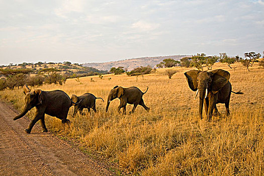 非洲,坦桑尼亚,大象,牧群,塞伦盖蒂国家公园