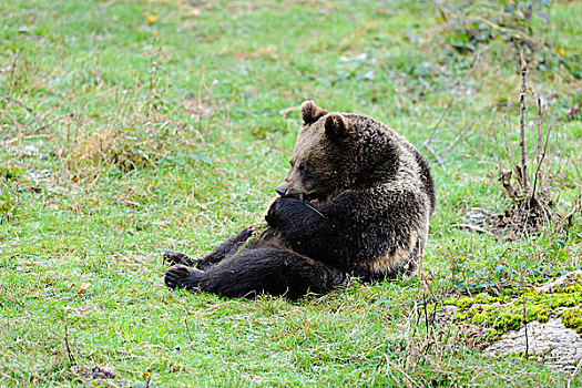 棕色的熊,坐在草,巴伐利亚森林国家公园,巴伐利亚,德国