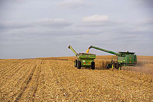农业,联合收割机,收获,谷物,玉米,手推车