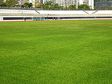 足球场草坪景观