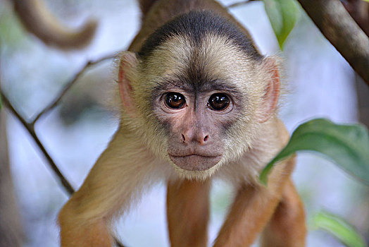额卷尾猴,白额卷尾猴,可持续发展,自然保护区,靠近,马瑙斯,亚马逊,巴西,南美