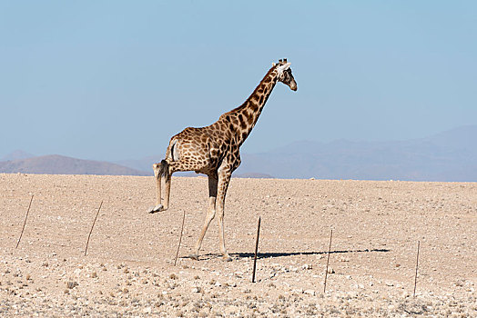 长颈鹿,跳跃,上方,铁丝栅栏,土路,埃龙戈区,纳米比亚,非洲
