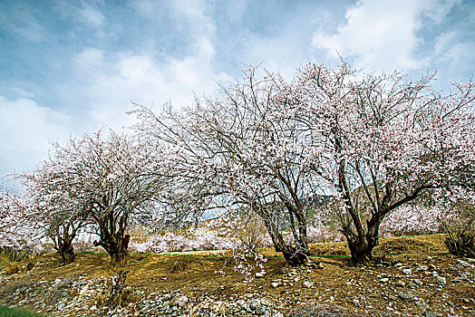 高原桃花