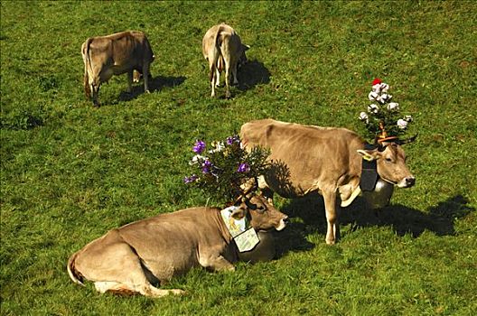 褐色,瑞士,乳业,母牛,装饰,仪式,驾驶,牛,山地牧场,山谷,欧洲