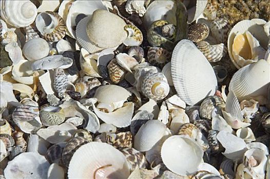 壳,海滩,国家公园,塔斯马尼亚,澳大利亚
