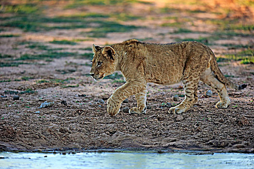 狮子,幼兽,四个,跑,禁猎区,卡拉哈里沙漠,北角,南非,非洲