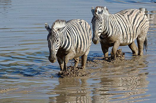 斑马,马,泥,水,水坑,埃托沙国家公园,纳米比亚,非洲