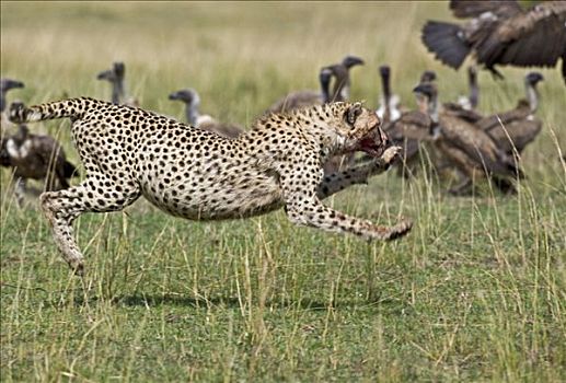 印度豹,秃鹰,杀,马赛马拉国家保护区,南方,肯尼亚
