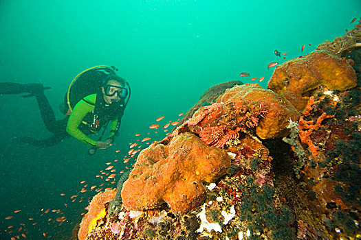 潜水,鲉,水下,海洋生物,岛屿,靠近,波多黎各,菲律宾