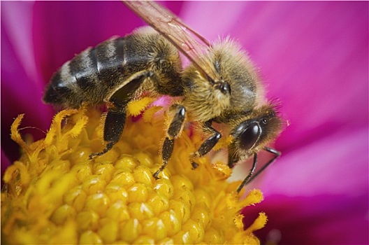 一个,蜜蜂,花
