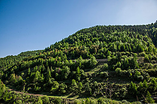 山西宁武县涔山乡悬空村,悬崖上的村庄,对面山上的树林