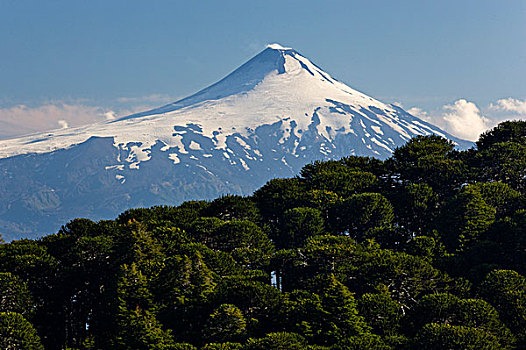 国家公园,智利,南美,树林,树,动作