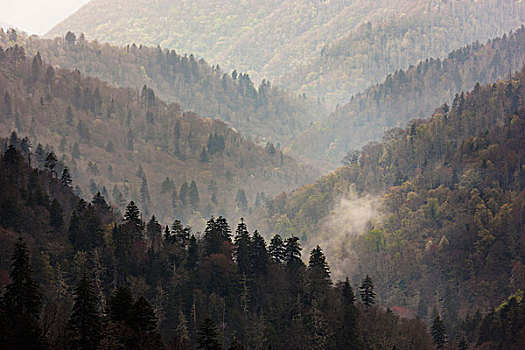 美国,田纳西,大烟山国家公园,雾气,山谷,树林,脊,画廊