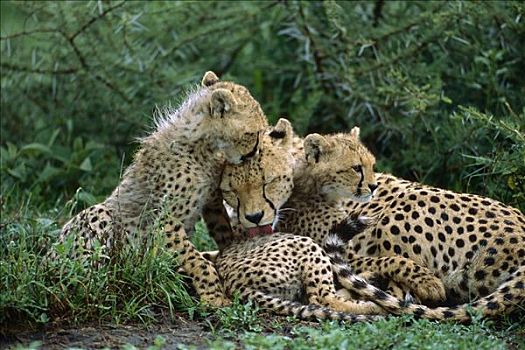 印度豹,猎豹,母兽,4-5岁,老,幼兽,修饰,脆弱,恩格罗恩格罗,保护区,坦桑尼亚,东非