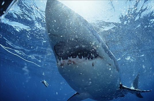 大白鲨,沙鲨属,张嘴,展示,多,排,牙齿,全球,分配