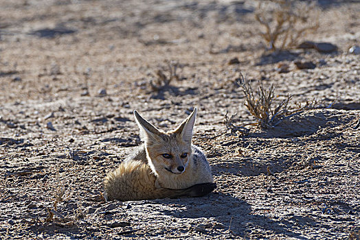 角狐,狐属,成年,女性,躺着,干燥,地面,晨光,卡拉哈迪大羚羊国家公园,北开普,南非,非洲
