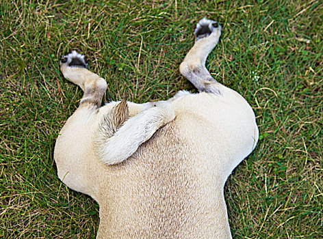 背影,哈巴狗,躺着,草,多伦多,安大略省,加拿大