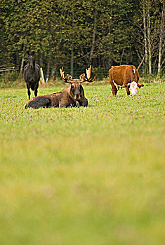 马,驼鹿,母牛,一起,土地,不列颠哥伦比亚省,加拿大