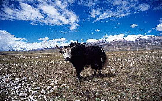 西藏日喀则纳木错青藏高原风光,卓玛雪山