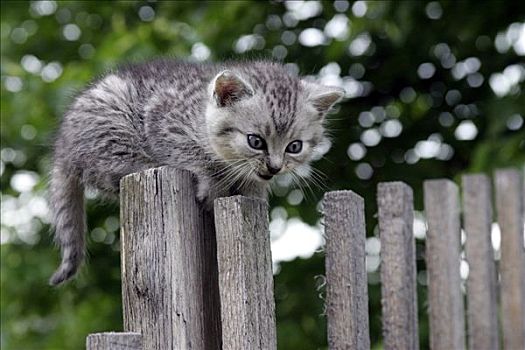 小猫,风化,栅栏