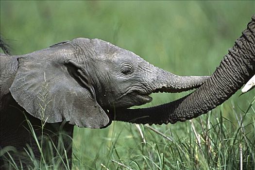 非洲象,两个,白天,老,母兽,接触,象鼻,恩格罗恩格罗,保护区,坦桑尼亚