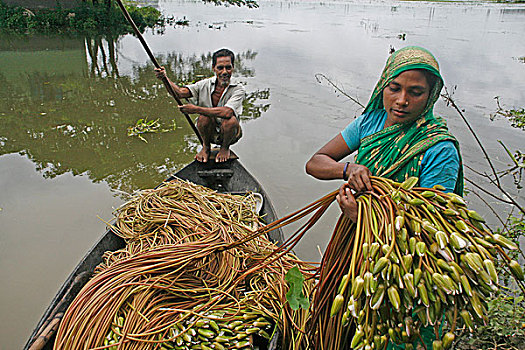 村民,百合,湿地,达卡,孟加拉,八月,2007年