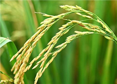 稻田,水稻