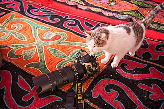 毯子,猫,相机