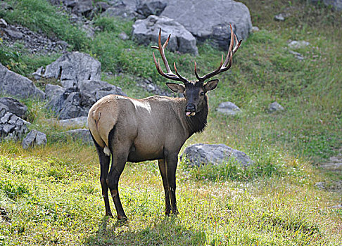 北美马鹿,碧玉国家公园,加拿大洛基山脉,艾伯塔省,加拿大