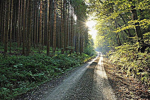 林中小径,达姆施塔特,区域,施佩萨特,黑森州,德国