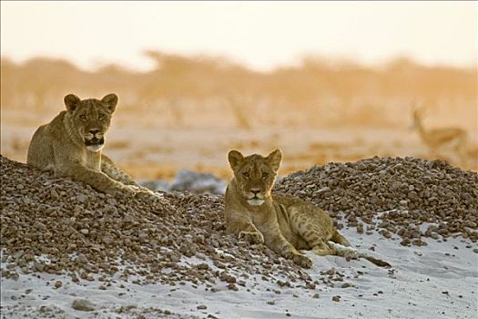 狮子,杯子,躺着,小,山,看,动物,博茨瓦纳,非洲