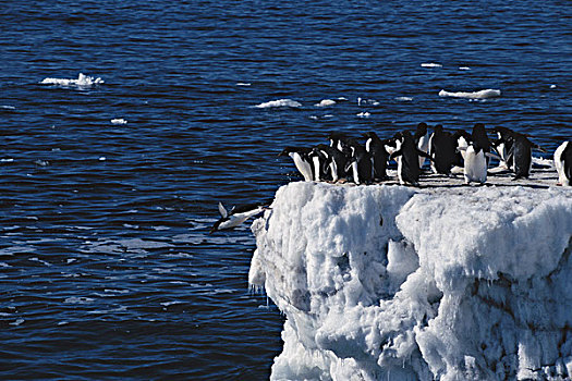 南极,半岛,阿德利企鹅,站立,浮冰,大幅,尺寸