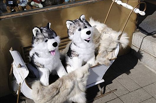 爱斯基摩犬,雪撬,户外,休闲场所,赫尔辛基,芬兰,欧洲