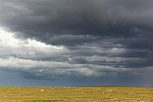 汤氏瞪羚,塞伦盖蒂,坦桑尼亚,非洲