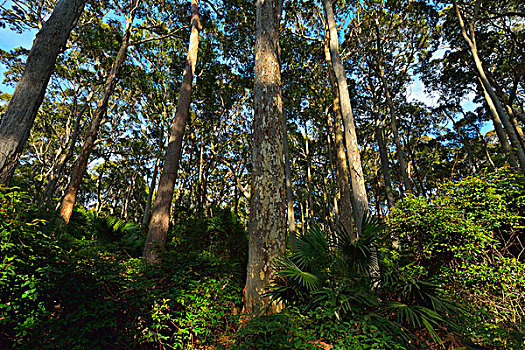 桉树,灌木,国家公园,新南威尔士,澳大利亚