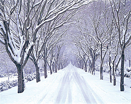 树,积雪,道路