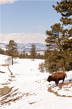 北美,野牛,水牛,漫游,山坡,初雪,蓝天