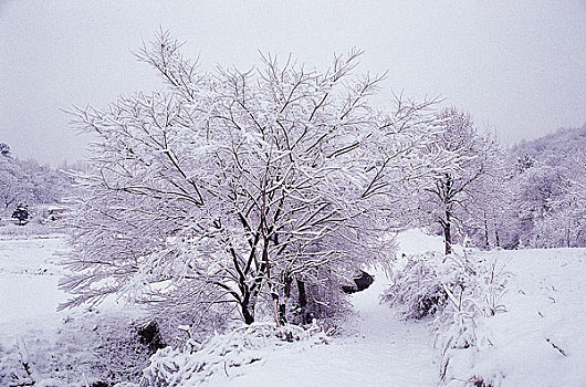 雪,树