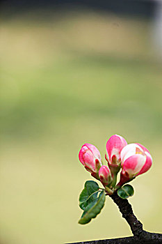 铁脚海棠花蕾
