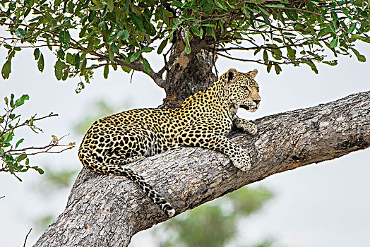 豹,躺着,树,暸望,萨维提,乔贝国家公园,乔贝,地区,博茨瓦纳,非洲