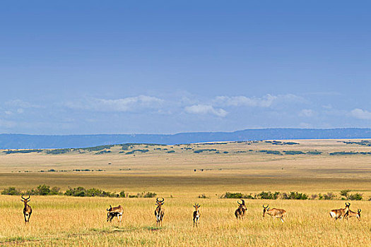 牧群,马赛马拉国家保护区,肯尼亚,非洲