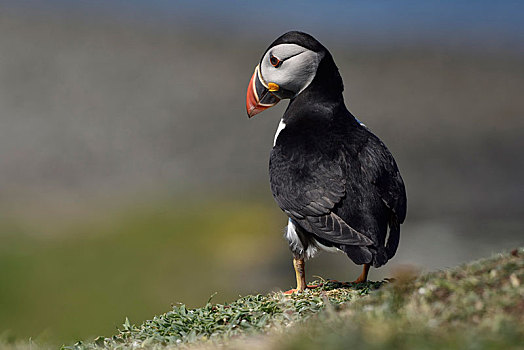 角嘴海雀,北极,站立,岩石上,岛屿,苏格兰,英国